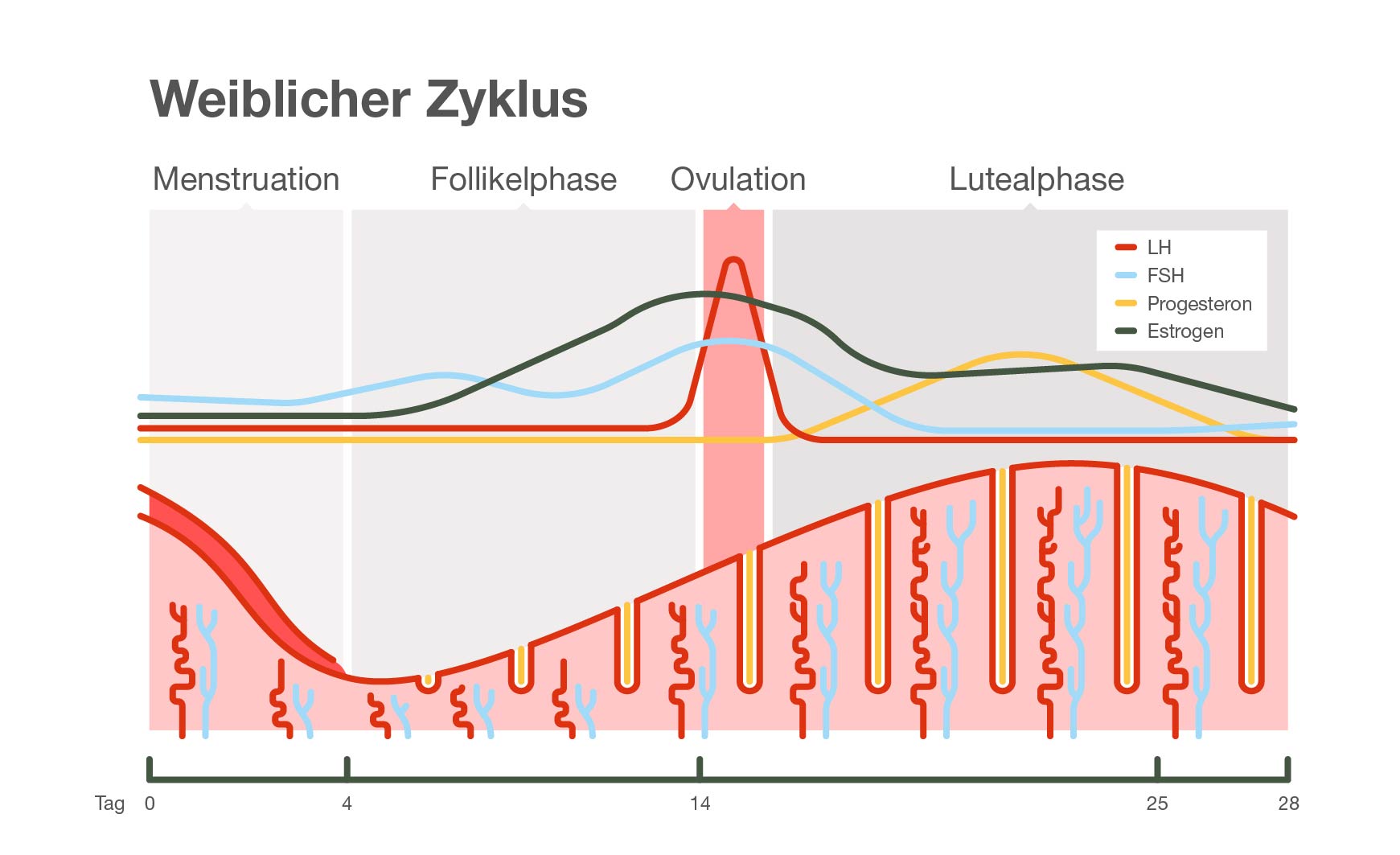 Menstruationszyklus