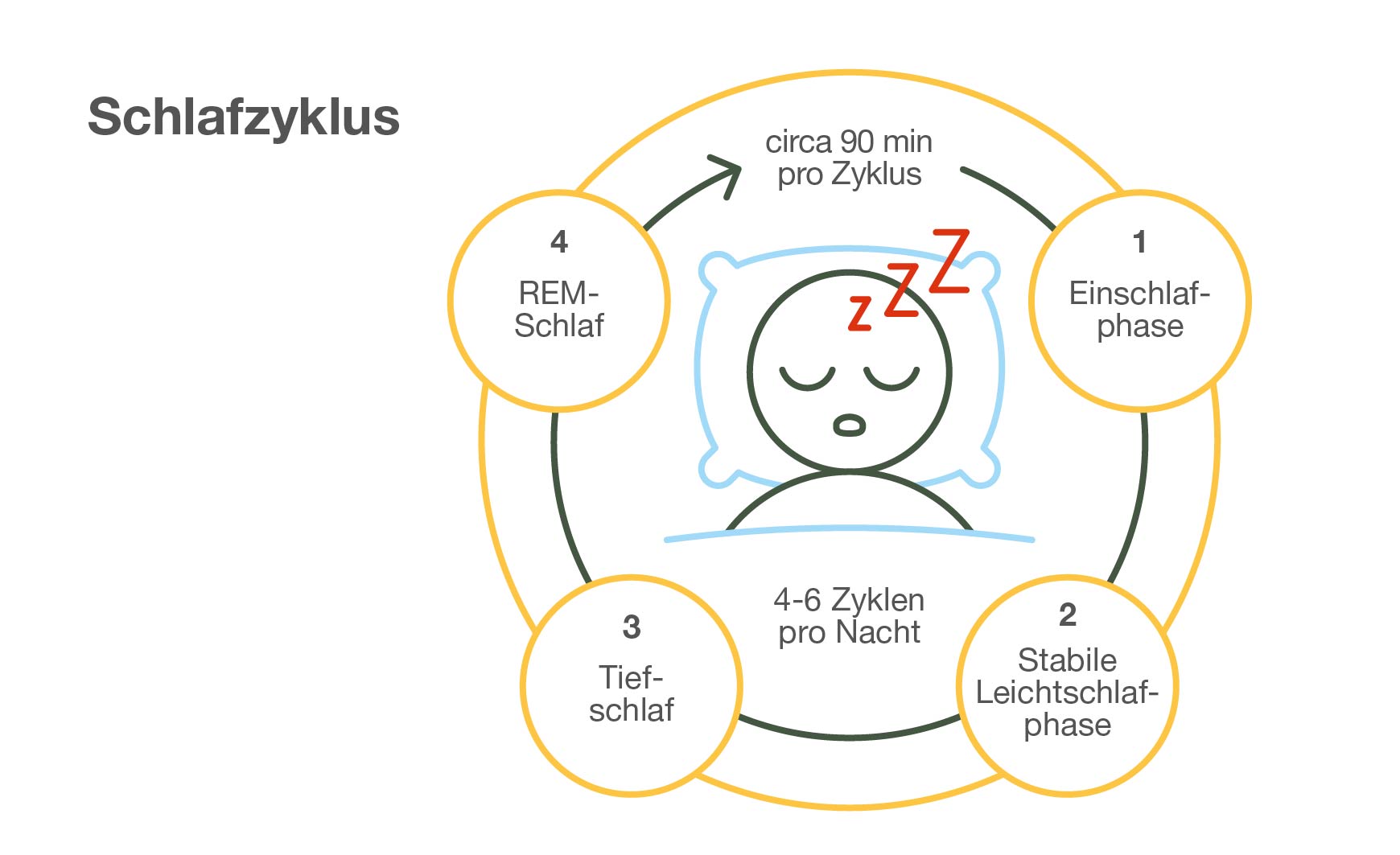 Schlafzyklus