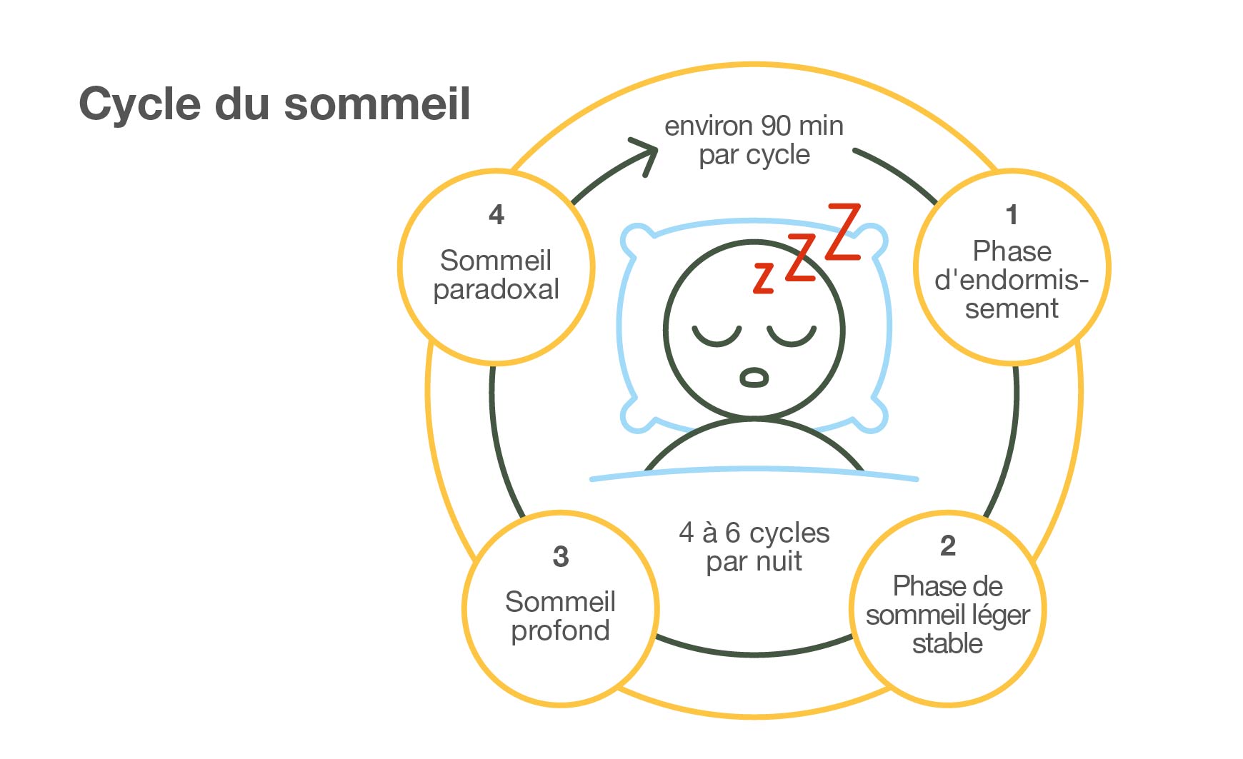 Schlafzyklus