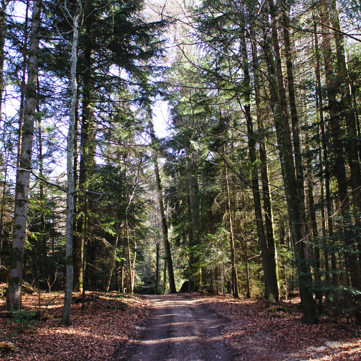 Waldbaden in der Schweiz