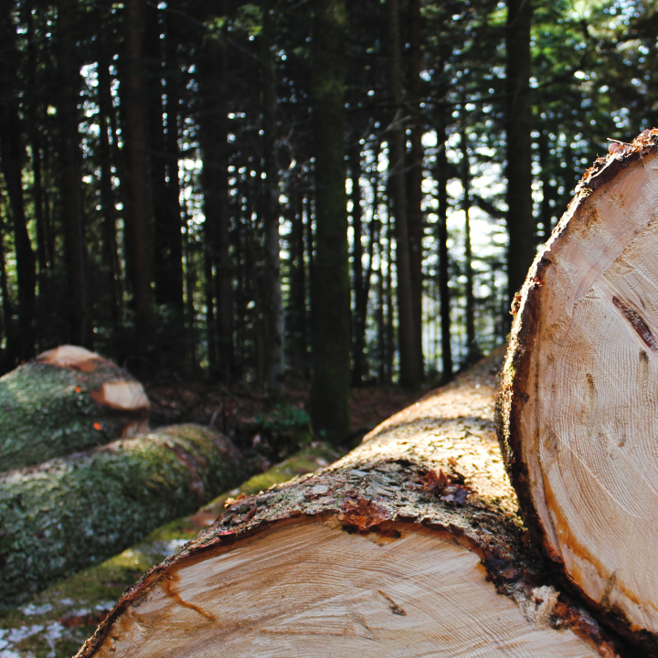 shinrin yoku Waldbaden