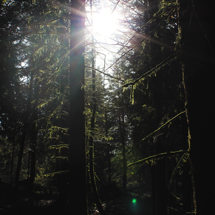 Im Wald Stress abbauen