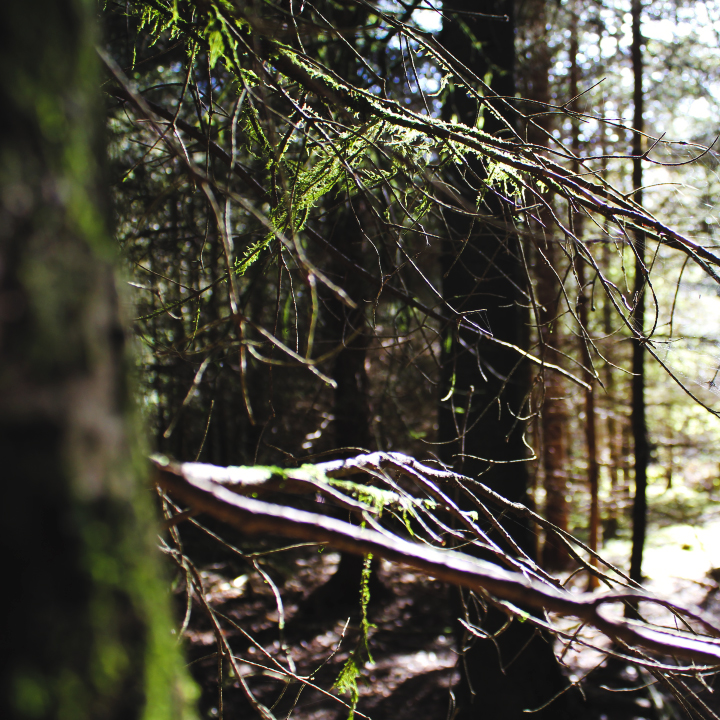 Achtsamkeit mit Waldbaden