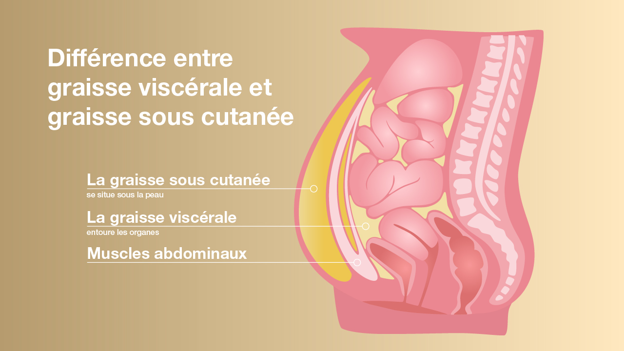 La différence entre la graisse viscérale et la graisse sous-cutanée