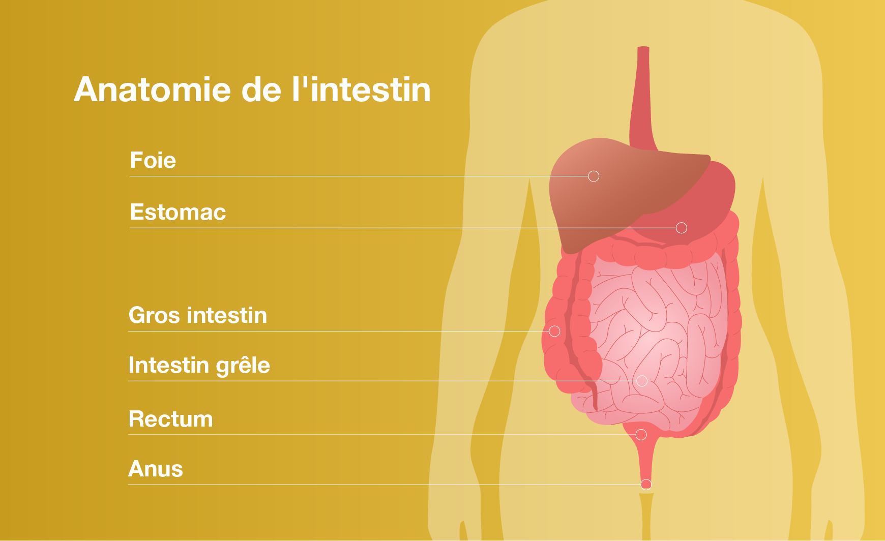 Anatomie de l'intestin et santé intestinale