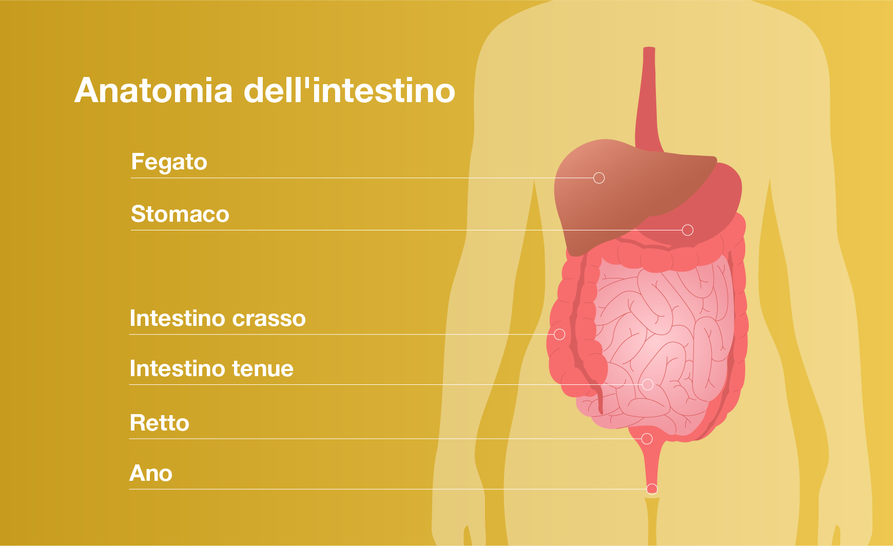 Anatomia dell'intestino e salute intestinale