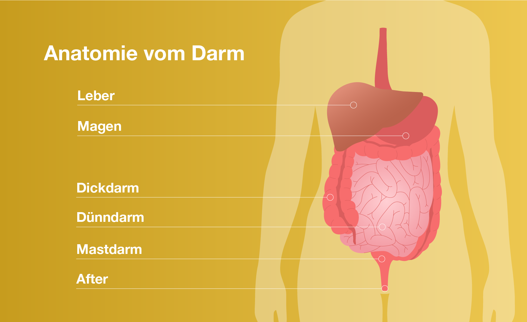 Anatomie vom Darm und Darmgesundheit